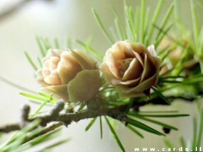 Pine blossoms