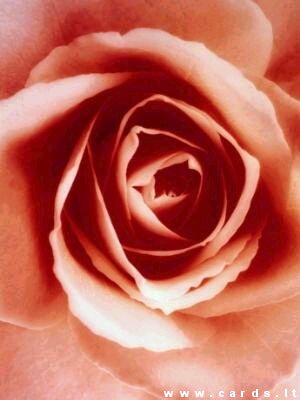 Blossom of rose