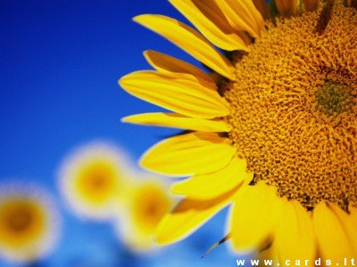 Blossom of sunflower