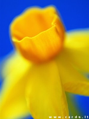 Blossom of daffodil