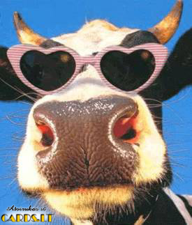 Cool cow