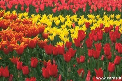 Meadow of tulips
