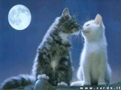 Kiss in the moonlight