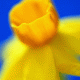 Blossom of daffodil