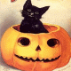 Cat in the pumpkin