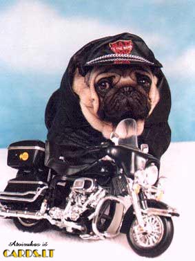 Toughest biker