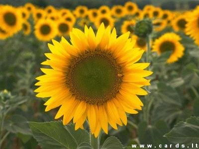 Sunflowers