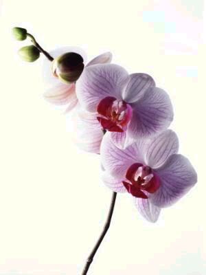 Orchid