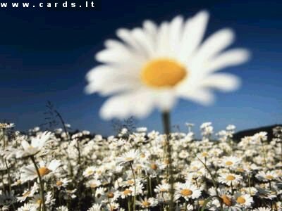 Camomile meadow