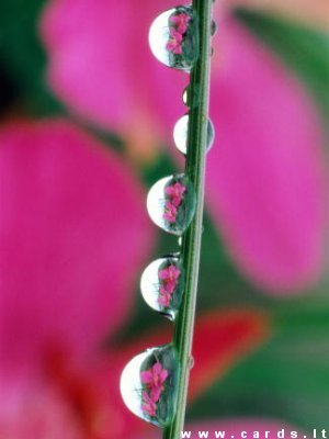 Water drops