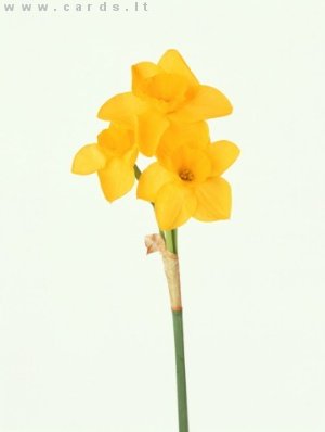 Daffodil