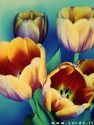 Tulips