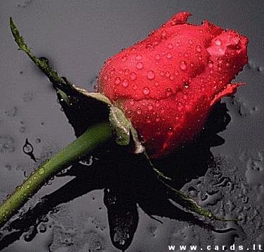 Rose in the rain