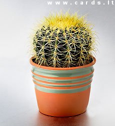 Cactus