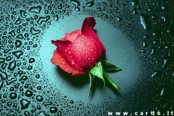 Rose in the rain