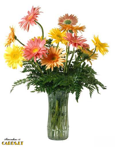 Gerberas