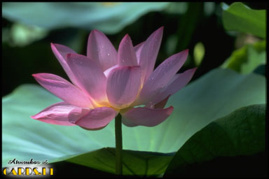 Water lily