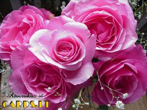 Pink roses