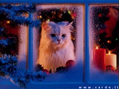 Kačiukas prie lango