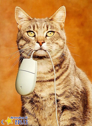 Look ma! I've cathed the mouse