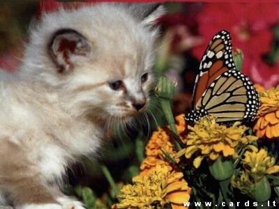 Cat and butterfly