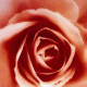 Rožės žiedas