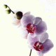 Orchid