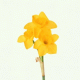 Daffodil