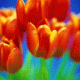 Tulips