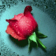 Rožė lietuje