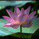 Water lily