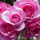 Rožinės rožės