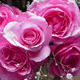 Pink roses