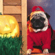 Halloween dog