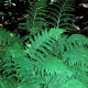 Will you find the blossom of a fern?