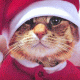 Kalėdinis kačiukas
