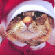 Christmas kitten