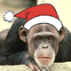 Christmas monkey