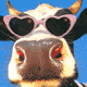 Cool cow