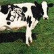 Stlinga karvė