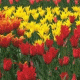 Meadow of tulips