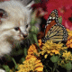 Cat and butterfly